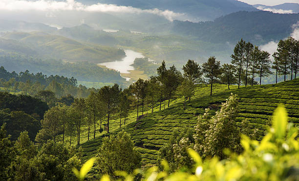Hills & Houseboat: Munnar and Alleppey Honeymoon Package