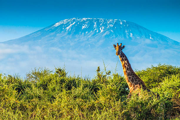 A Breathtaking Tanzania Tour Package