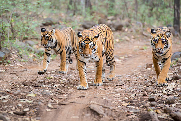 Exciting Ranthambore National Park Tour Package